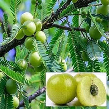 Hybrid Gooseberry (Amla) Plant | Sweet Tangy Fruit | Premium Grafted Variety — photo 3