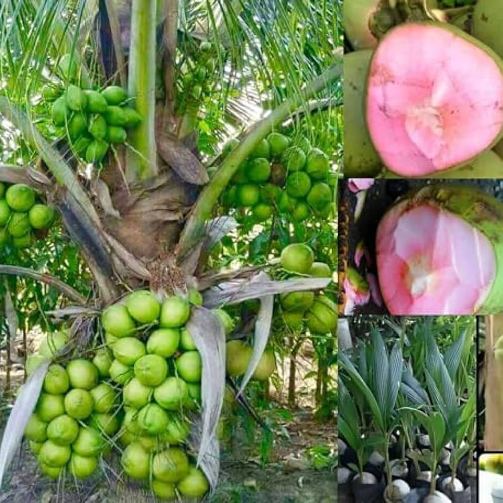 Gangabardhan Coconut Plant | Sweet Water Coconut | Premium High-Yield Variety
