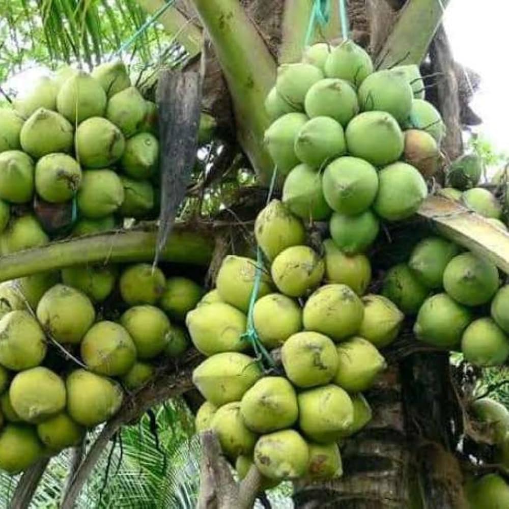 Gangabardhan Coconut Plant | Sweet Water Coconut | Premium High-Yield Variety — photo 2