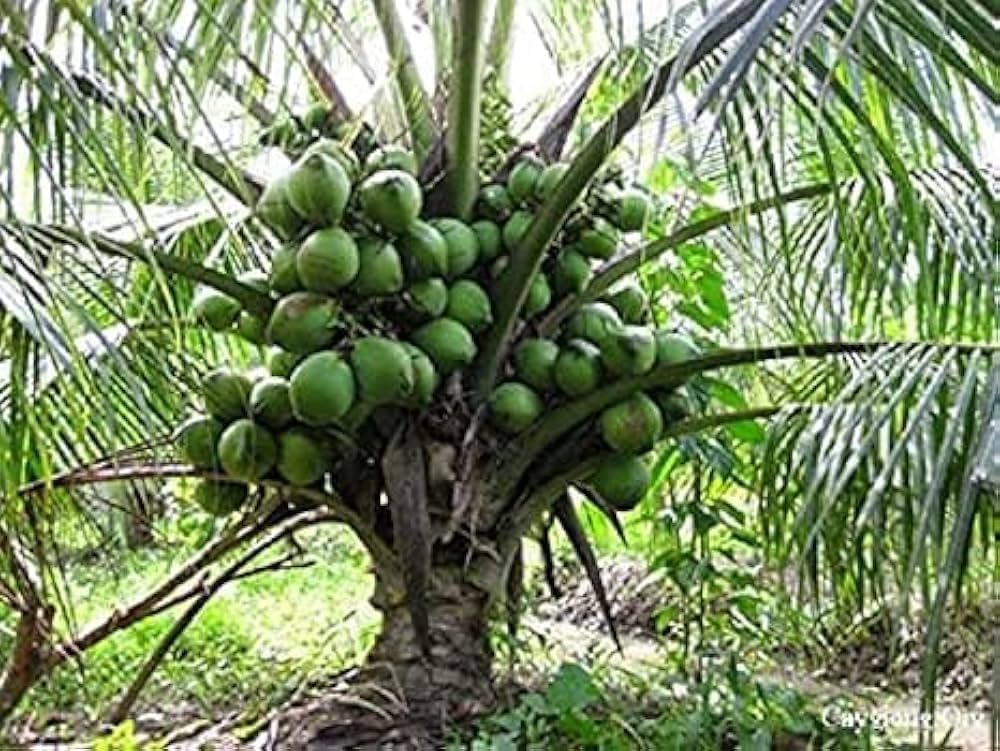 Gangabardhan Coconut Plant | Sweet Water Coconut | Premium High-Yield Variety — photo 3