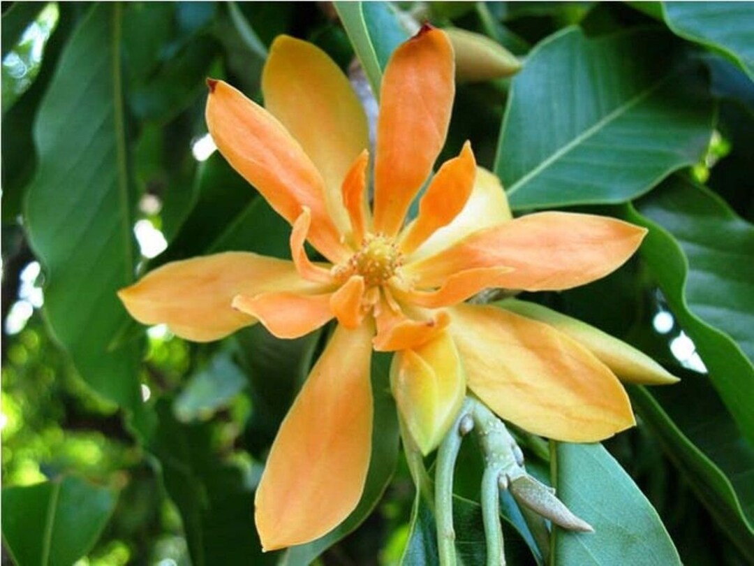 Swarna Chapa Plant | Magnolia Champaca | Golden Fragrant Flowering Tree