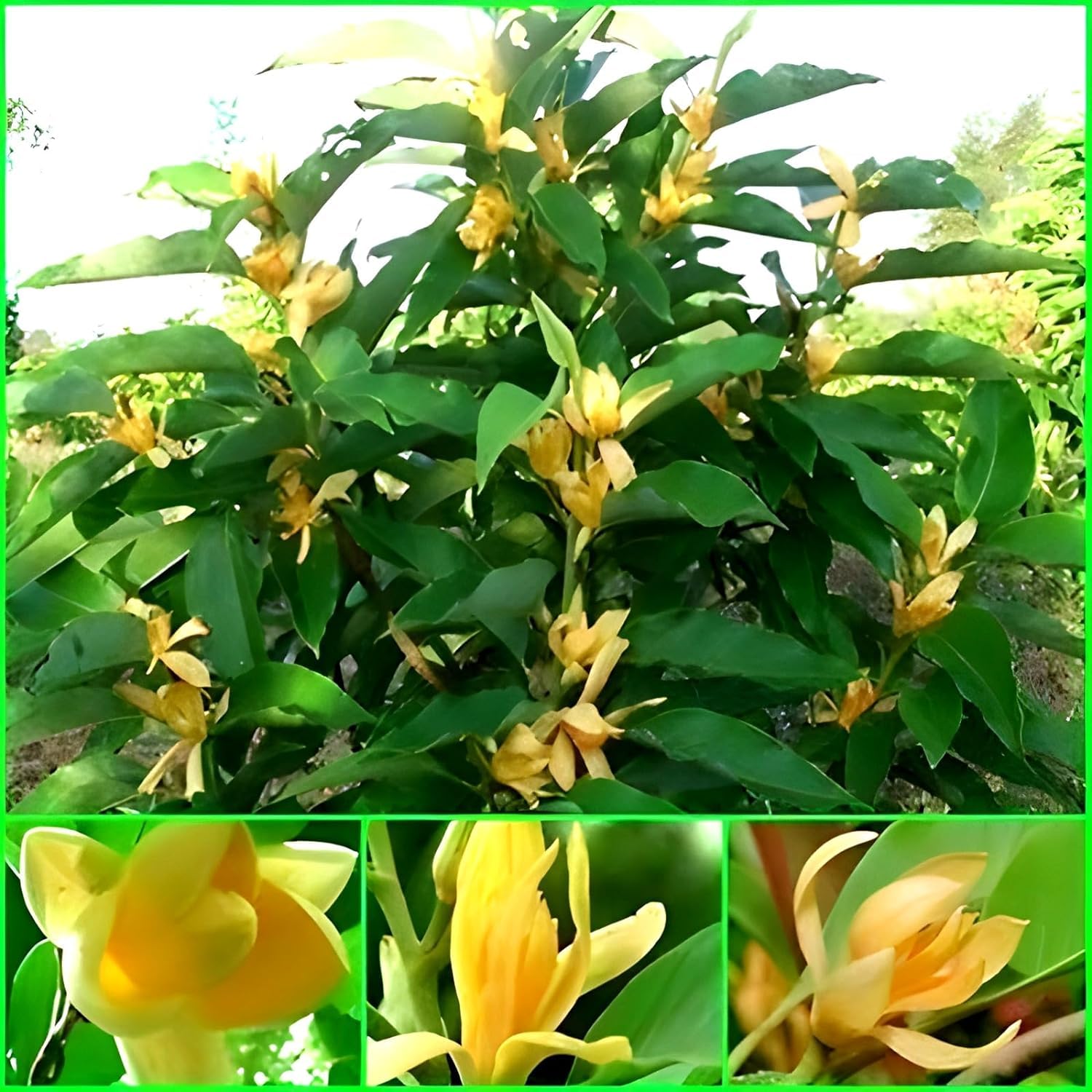 Swarna Chapa Plant | Magnolia Champaca | Golden Fragrant Flowering Tree — photo 2