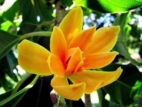 Swarna Chapa Plant | Magnolia Champaca | Golden Fragrant Flowering Tree — photo 3