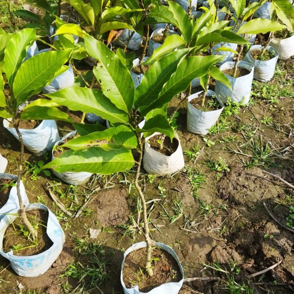 Swarna Chapa Plant | Magnolia Champaca | Golden Fragrant Flowering Tree — photo 4