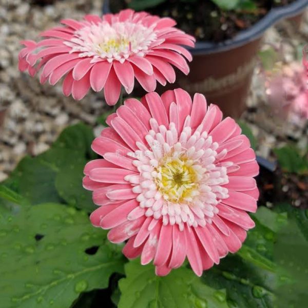 Pink Gerbera Plant | Tissue Culture Heavy Flowering Outdoor Plant