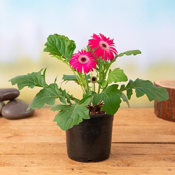Pink Gerbera Plant | Tissue Culture Heavy Flowering Outdoor Plant — photo 2