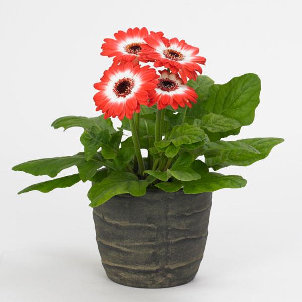 Red White Gerbera Plant | Tissue Culture Heavy Flowering Outdoor Plant