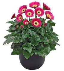 Red White Gerbera Plant | Tissue Culture Heavy Flowering Outdoor Plant — photo 2