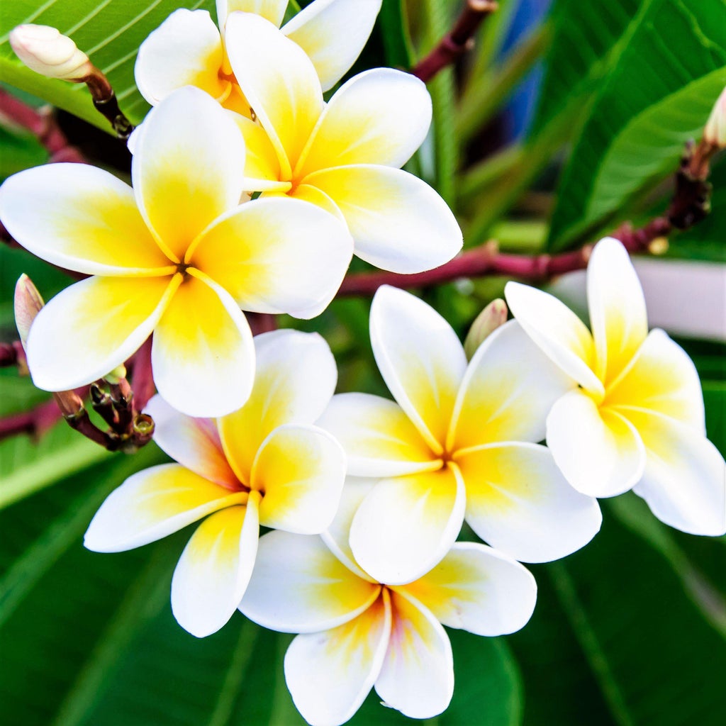 Yellow & White Plumeria Plant | Fragrant Tropical Flowering Frangipani