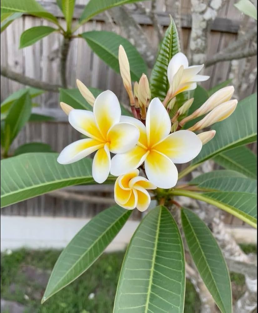 Yellow & White Plumeria Plant | Fragrant Tropical Flowering Frangipani — photo 3