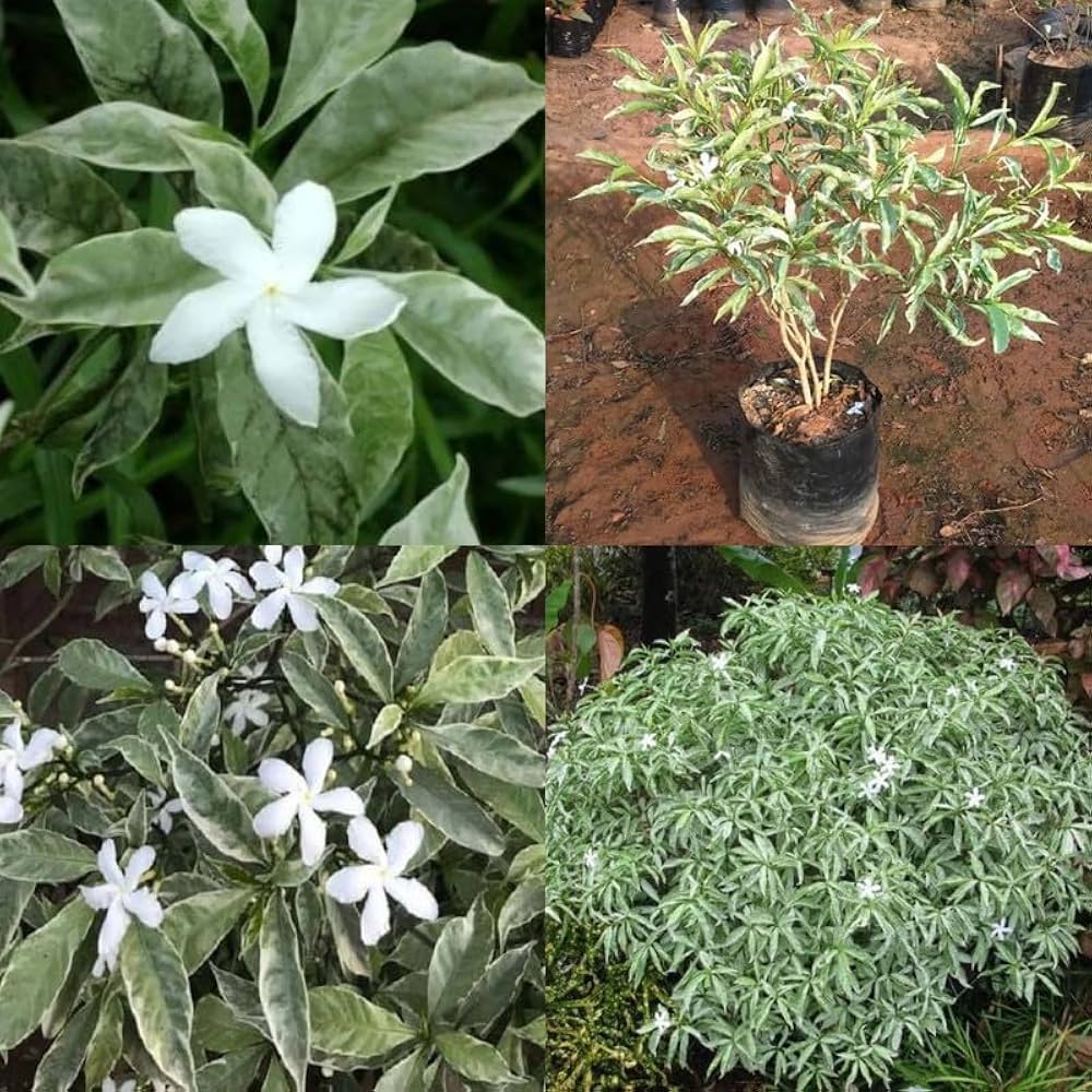 Variegated Tagar Flowering Plant | Fragrant White Crape Jasmine