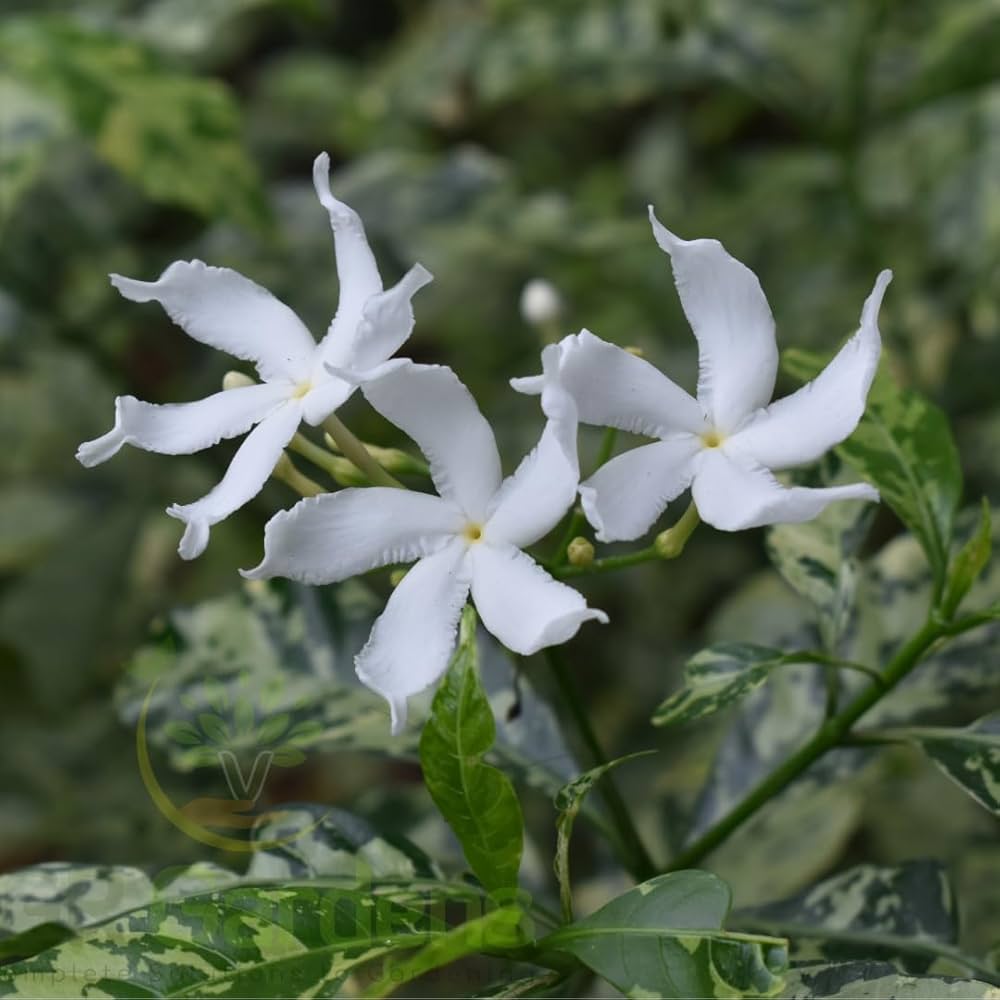 Variegated Tagar Flowering Plant | Fragrant White Crape Jasmine — photo 2