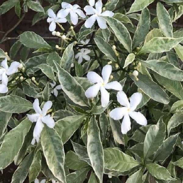 Variegated Tagar Flowering Plant | Fragrant White Crape Jasmine — photo 3