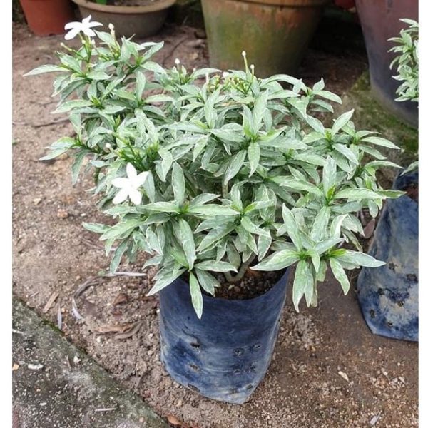 Variegated Tagar Flowering Plant | Fragrant White Crape Jasmine — photo 4