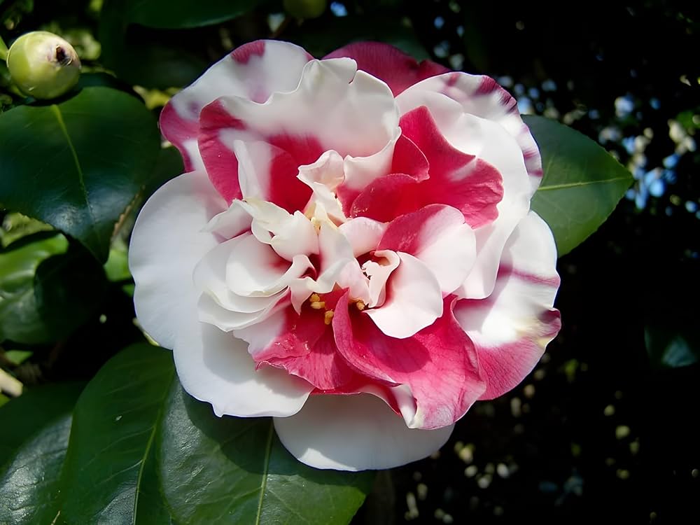 Variegated Pink & White Camellia Plant | Exotic Bicolor Flowering Shrub