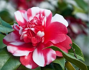 Variegated Pink & White Camellia Plant | Exotic Bicolor Flowering Shrub — photo 2