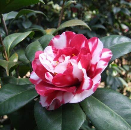 Variegated Pink & White Camellia Plant | Exotic Bicolor Flowering Shrub — photo 3
