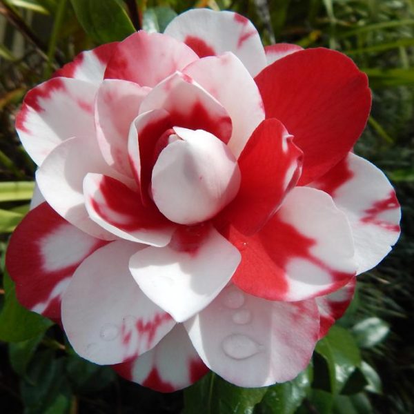 Variegated Pink & White Camellia Plant | Exotic Bicolor Flowering Shrub — photo 4
