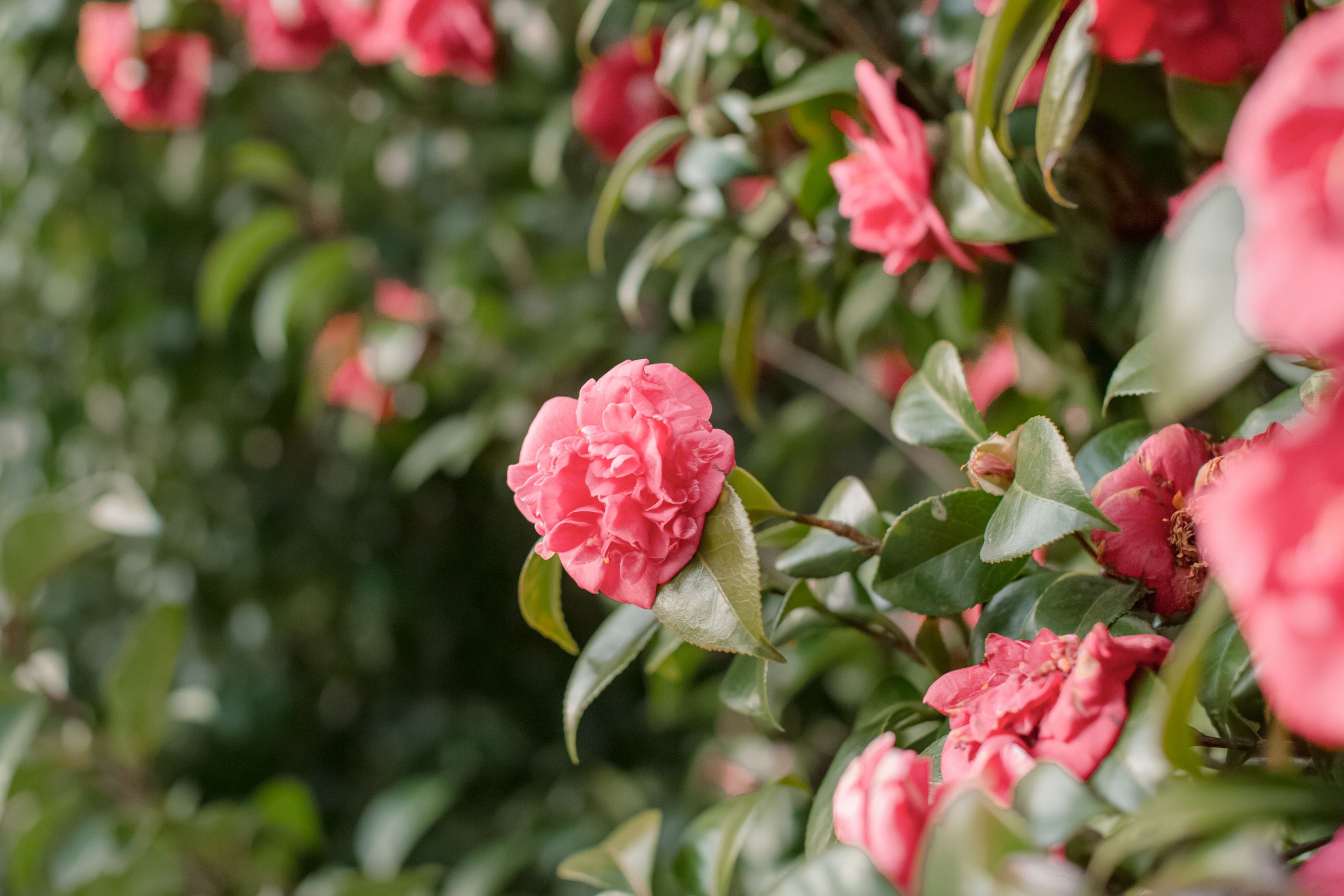 Pink Camellia Flowering Plant | Elegant Evergreen Winter Bloomer