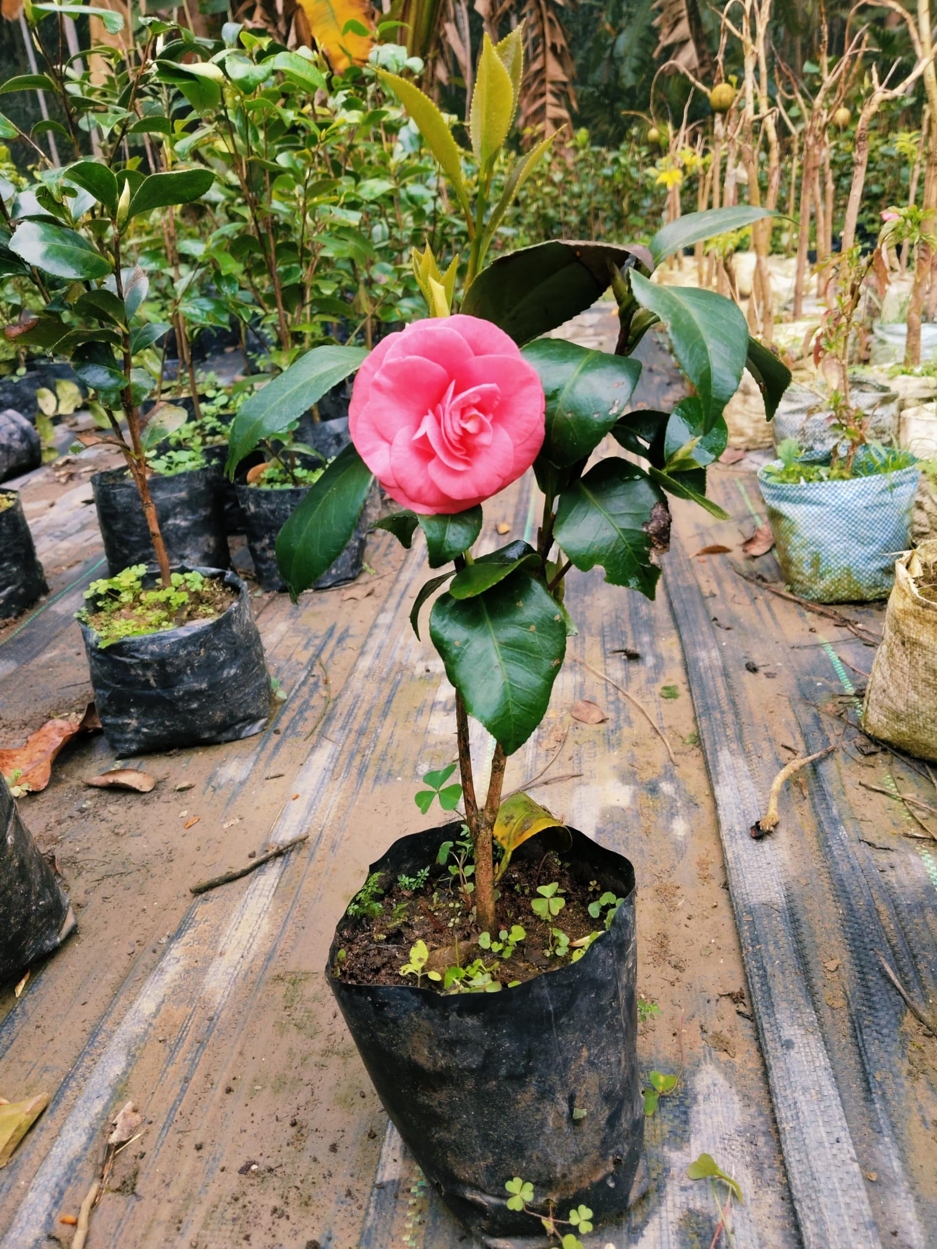 Pink Camellia Flowering Plant | Elegant Evergreen Winter Bloomer — photo 2
