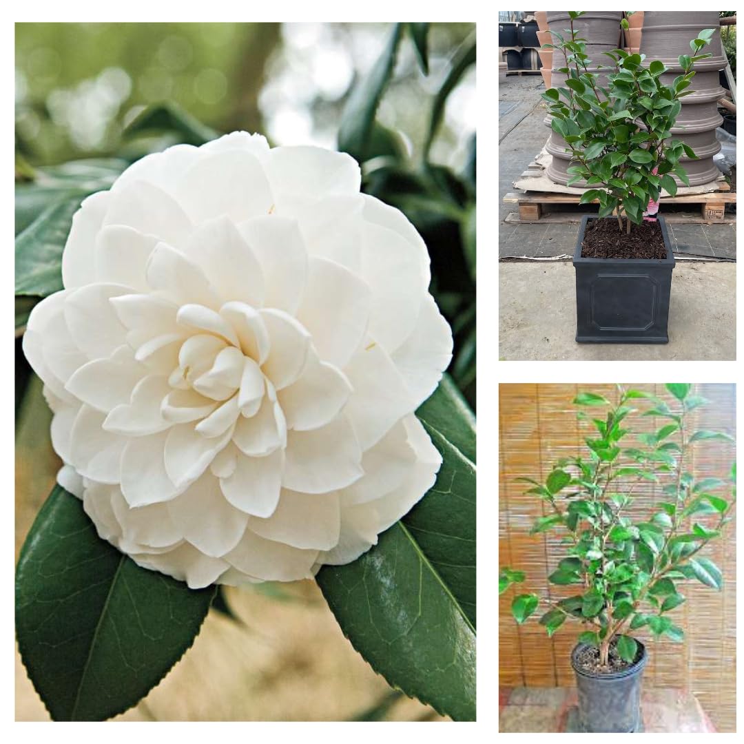White Camellia Flowering Plant | Elegant Evergreen Winter Bloomer