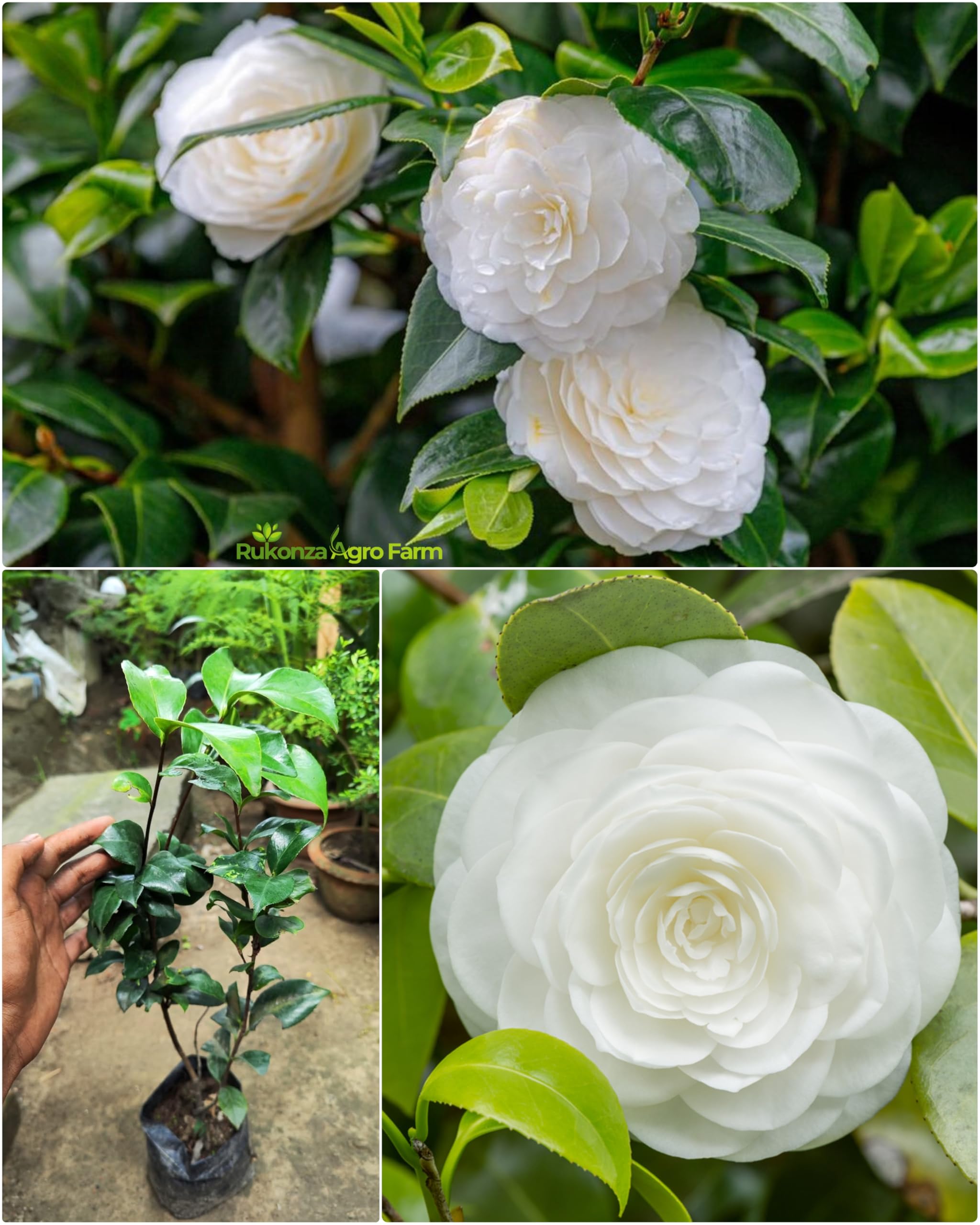 White Camellia Flowering Plant | Elegant Evergreen Winter Bloomer — photo 2