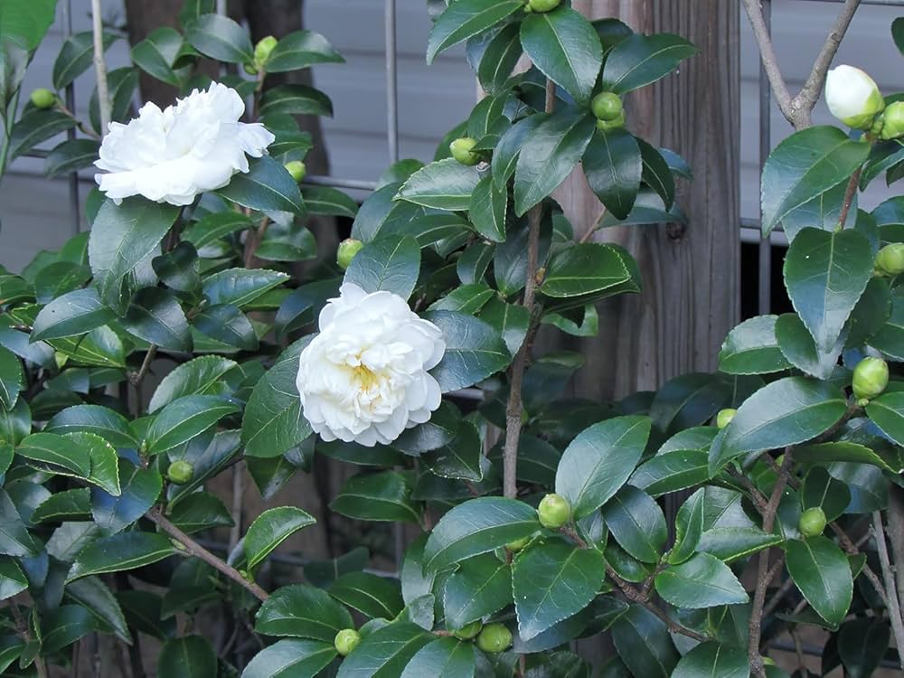 White Camellia Flowering Plant | Elegant Evergreen Winter Bloomer — photo 3