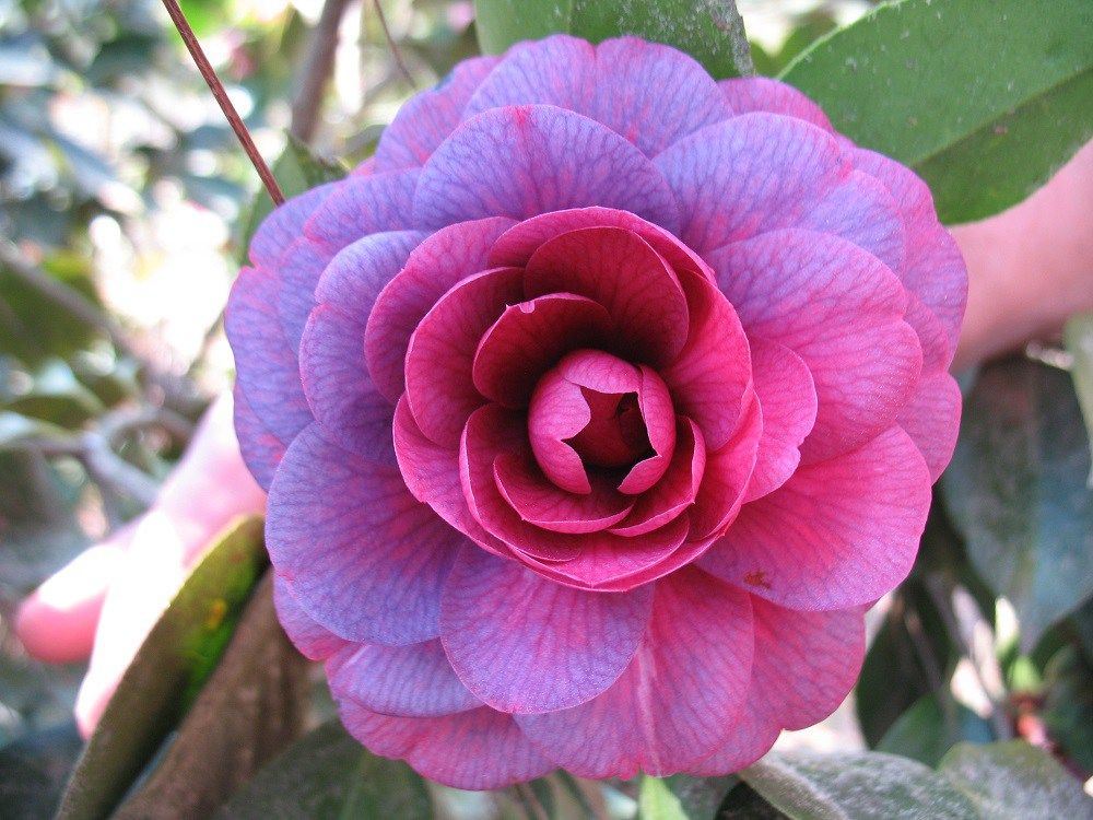 Purple Camellia Flowering Plant | Exotic Evergreen Winter Bloomer
