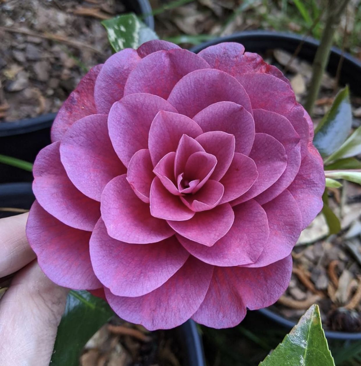 Purple Camellia Flowering Plant | Exotic Evergreen Winter Bloomer — photo 2