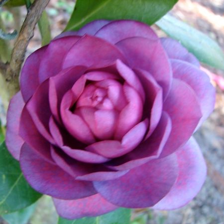 Purple Camellia Flowering Plant | Exotic Evergreen Winter Bloomer — photo 3