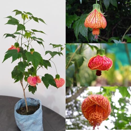 Lantern Hibiscus Flowering Plant | Exotic Hanging Bell Blooms