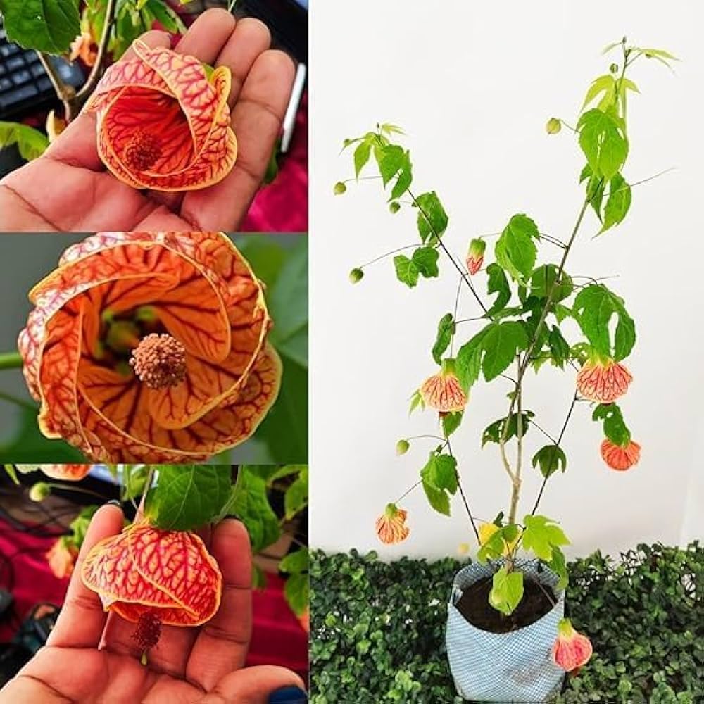 Lantern Hibiscus Flowering Plant | Exotic Hanging Bell Blooms — photo 2