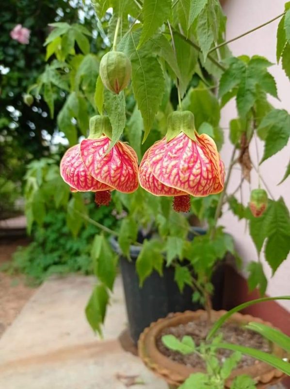 Lantern Hibiscus Flowering Plant | Exotic Hanging Bell Blooms — photo 3