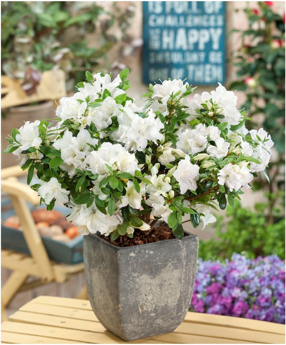 White Azalea Flowering Plant | Elegant Evergreen Blooming Shrub