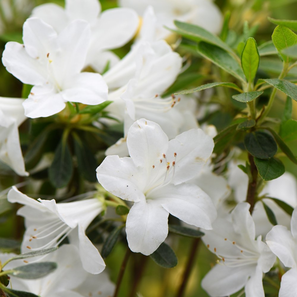 White Azalea Flowering Plant | Elegant Evergreen Blooming Shrub — photo 2