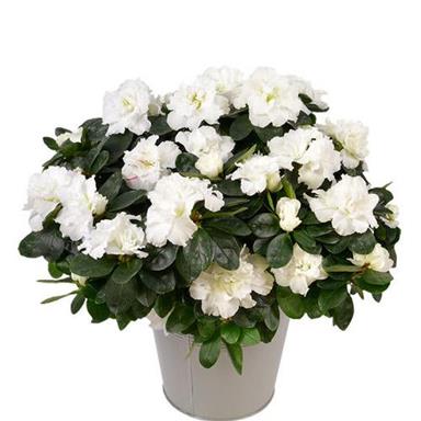 White Azalea Flowering Plant | Elegant Evergreen Blooming Shrub — photo 3