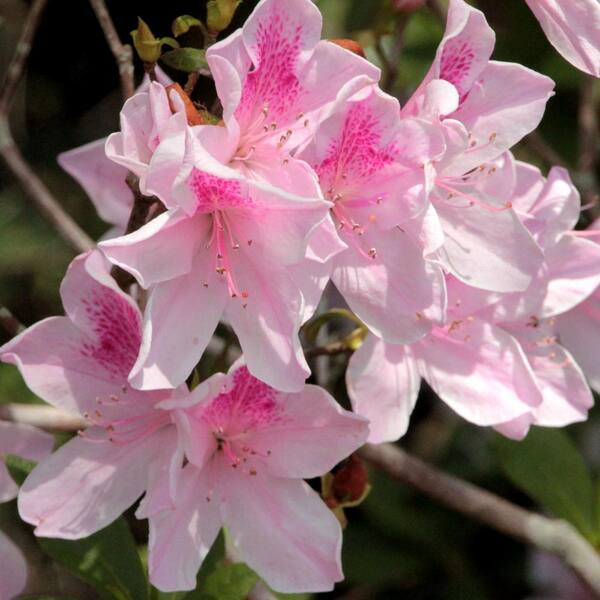 White & Pink Azalea Flowering Plant | Bicolor Elegant Blooming Shrub