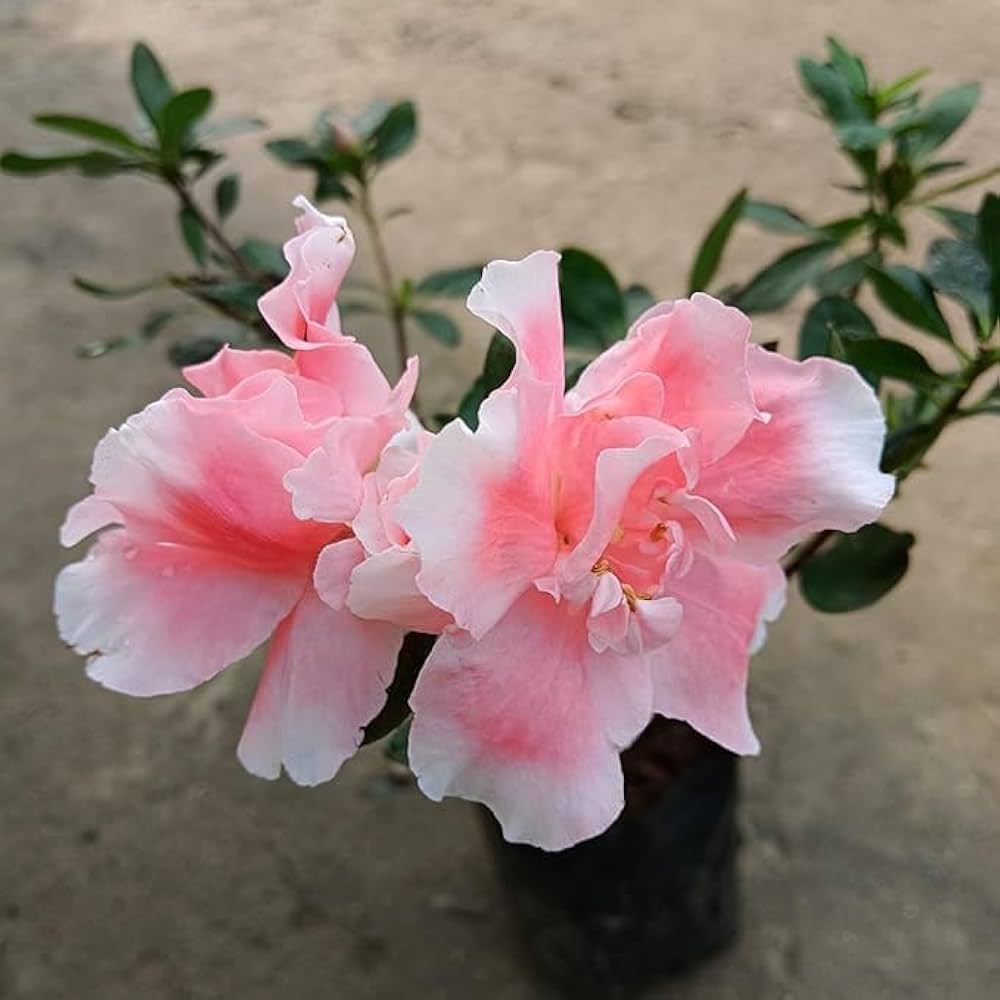 White & Pink Azalea Flowering Plant | Bicolor Elegant Blooming Shrub — photo 2