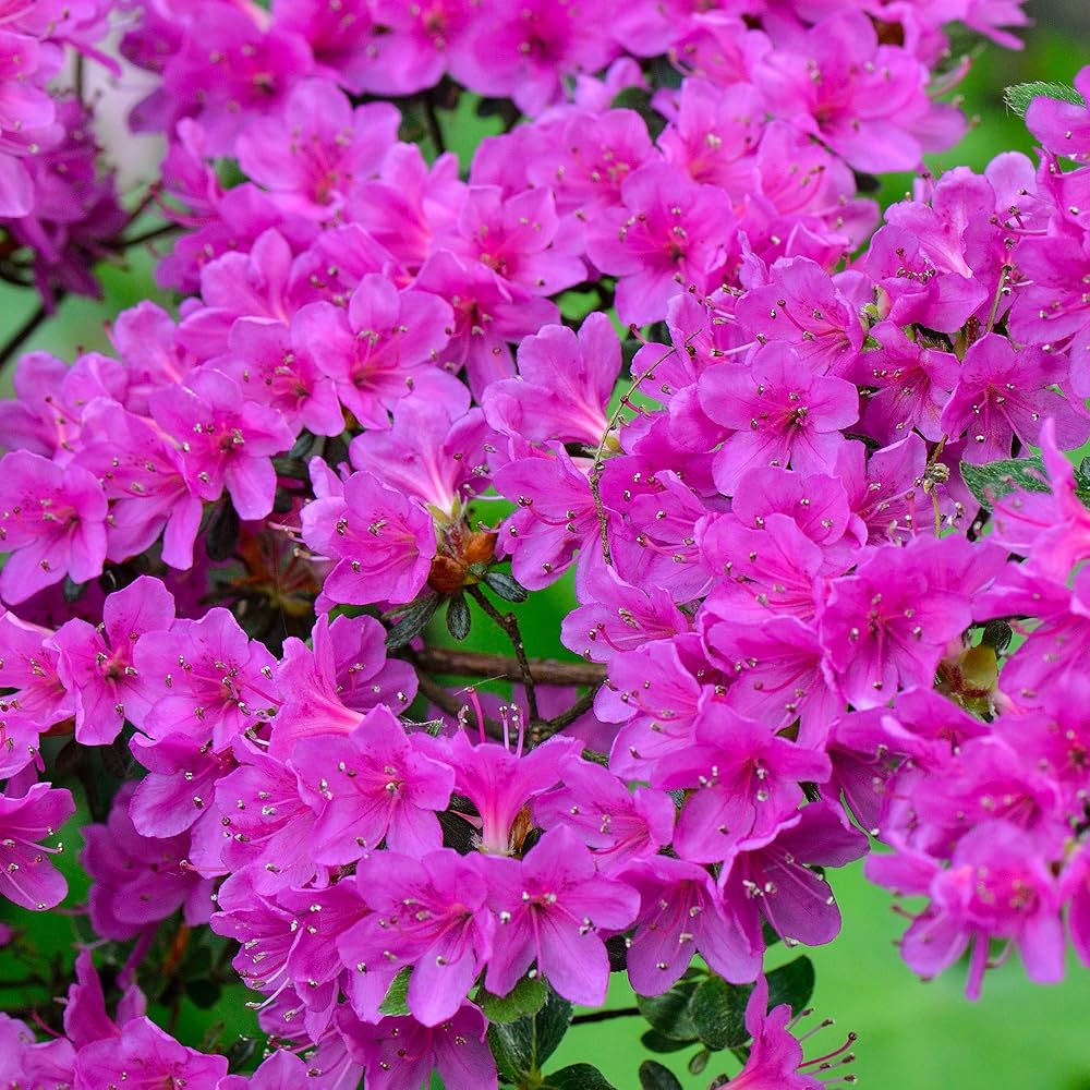 Purple Azalea Flowering Plant | Royal Evergreen Blooming Shrub