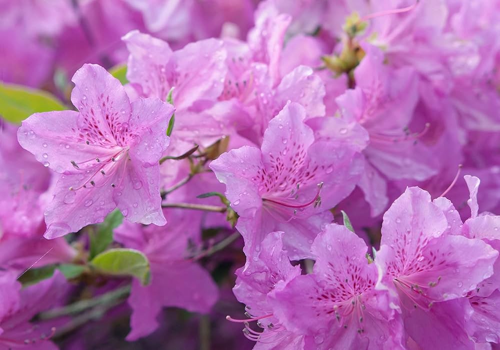 Purple Azalea Flowering Plant | Royal Evergreen Blooming Shrub — photo 2