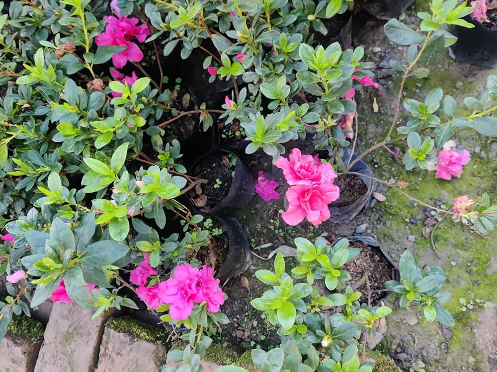 Purple Azalea Flowering Plant | Royal Evergreen Blooming Shrub — photo 3
