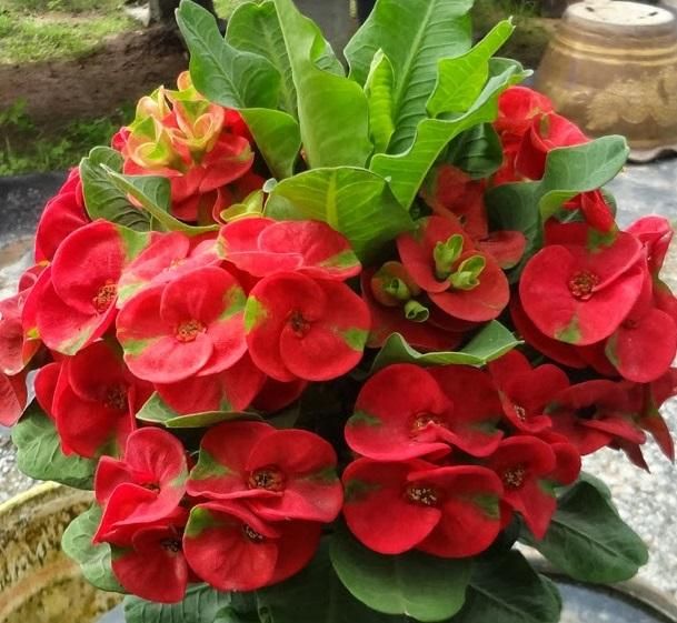 Red Euphorbia Flowering Plant | Hardy Year-Round Blooming Beauty