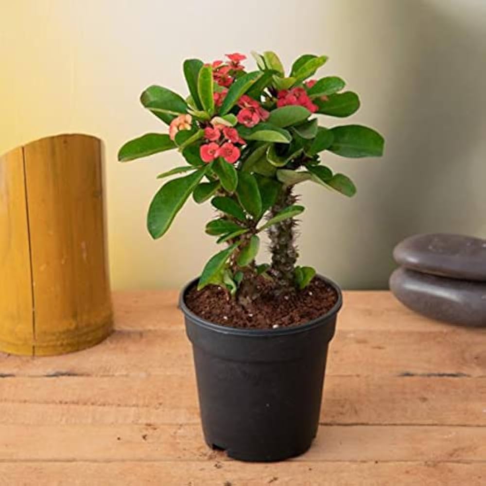 Red Euphorbia Flowering Plant | Hardy Year-Round Blooming Beauty — photo 2