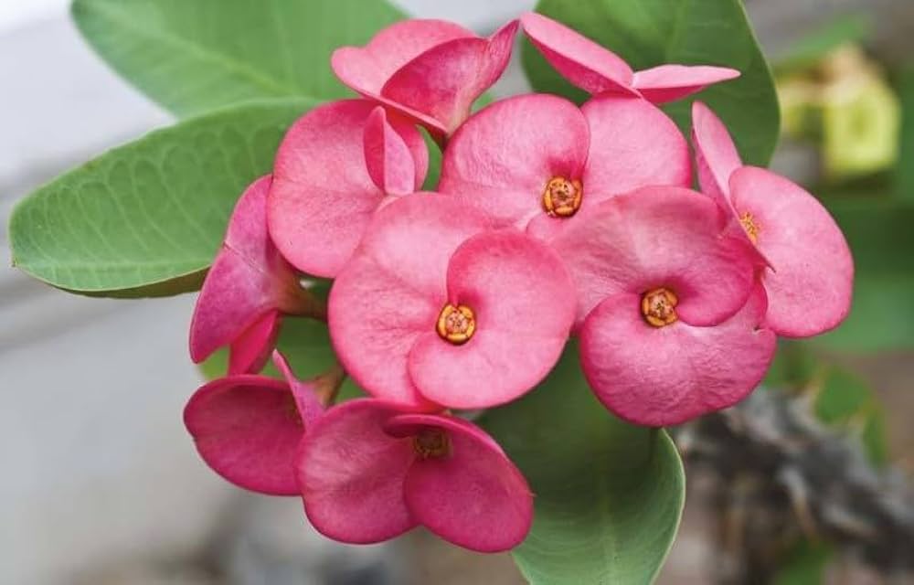 Pink Euphorbia Flowering Plant | Hardy Year-Round Blooming Beauty