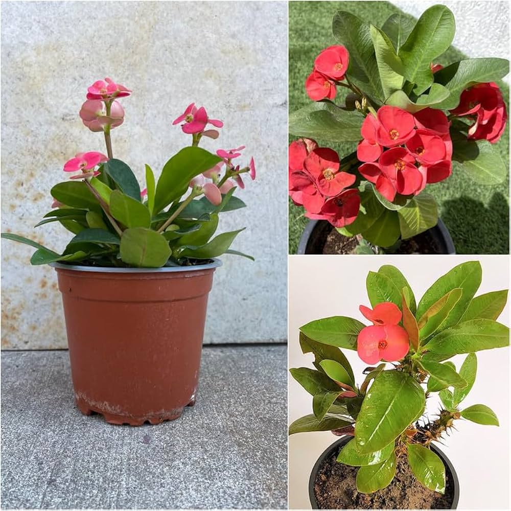 Pink Euphorbia Flowering Plant | Hardy Year-Round Blooming Beauty — photo 2