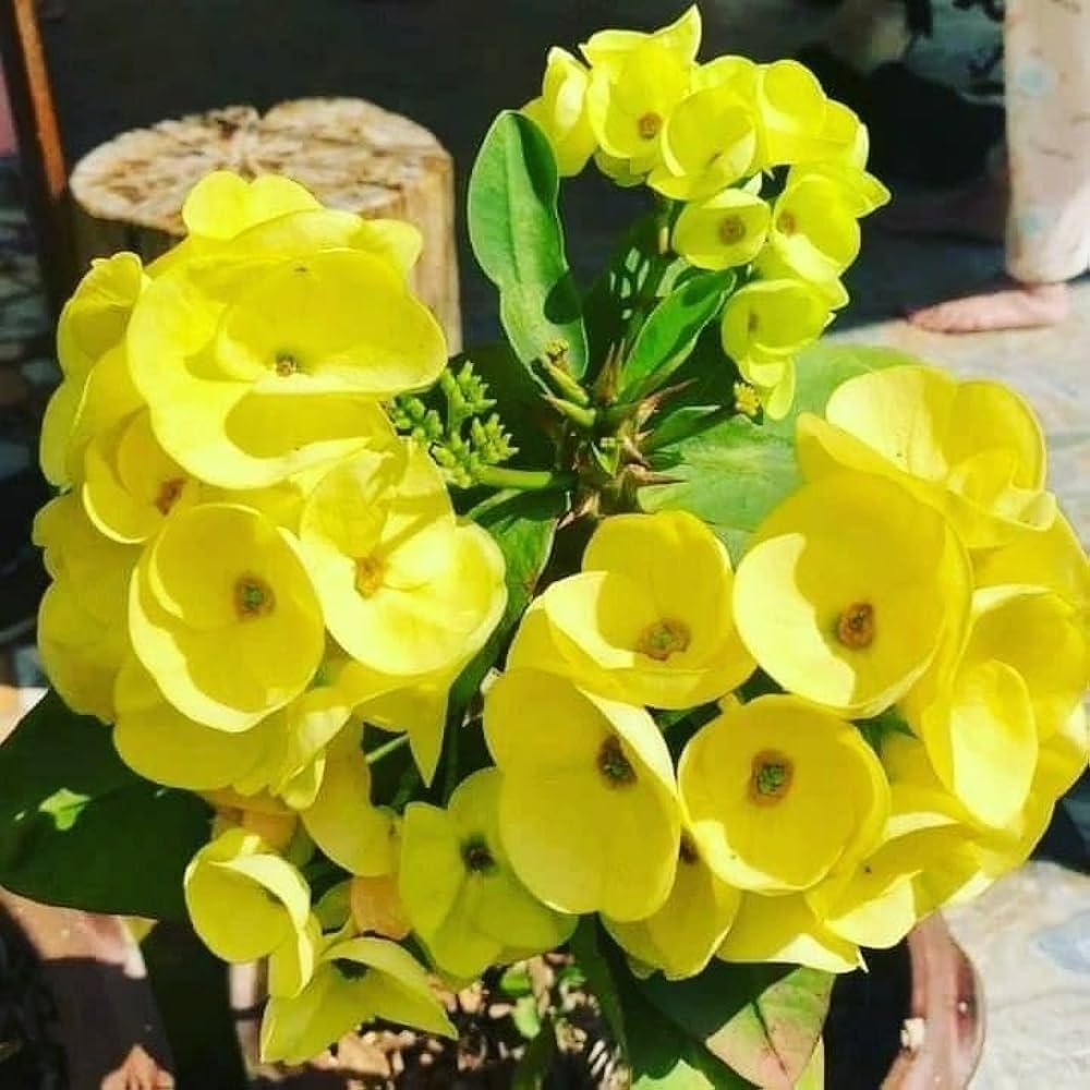 Yellow Euphorbia Flowering Plant | Hardy Year-Round Blooming Beauty