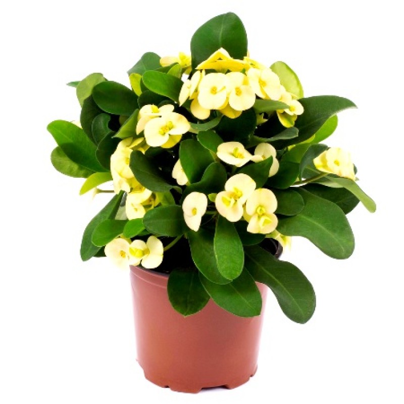 Yellow Euphorbia Flowering Plant | Hardy Year-Round Blooming Beauty — photo 2