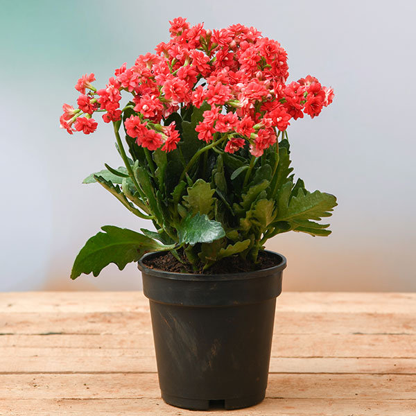 Florist Kalanchoe Flowering Plant(Red)