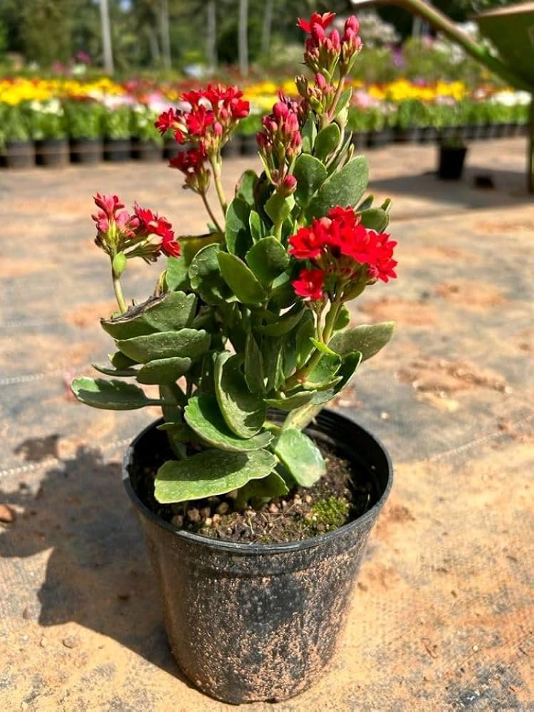 Florist Kalanchoe Flowering Plant(Red) — photo 2
