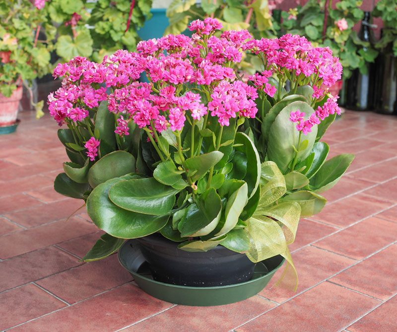 Pink Florist Kalanchoe Flowering Plant | Long-Lasting Indoor Bloomer